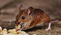 24 Hour & Emergency Exterminators in Brookville, VT